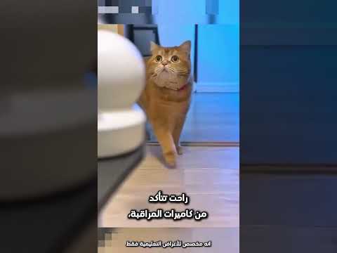حاولت هذه القطة تلعب بطريقة مميزة ورائعة وبعدها هذا اللي#shorts
