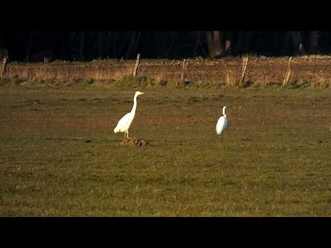 Silberreiher am Hücker Moor/Spenge, Kreis Herford, Ostwestfalen-Lippe (17.03.2016)