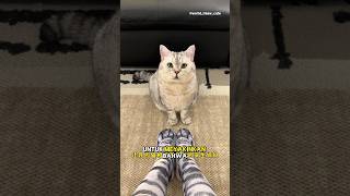 Download lagu Babu nyamar jadi ibu kandung siMilo😹 #kucing #kucingmilo mp3