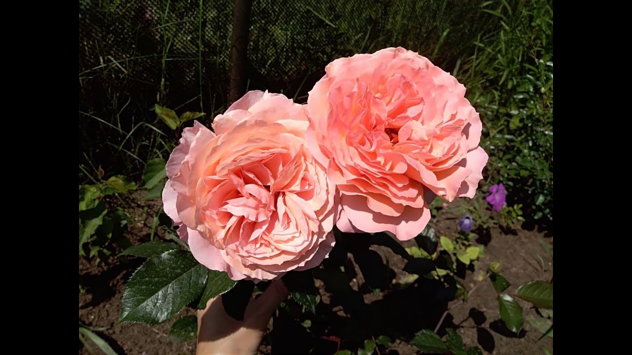 Персиковая Роза Бельведер отзыв - кустовая роза (шраб) с повторным цветением