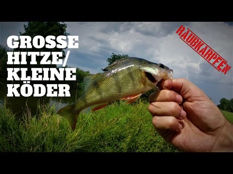 Große Hitze, kleine Köder - Auf Döbel und Barsch im Sommer