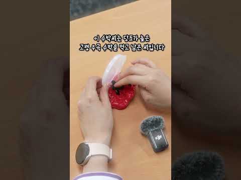 [ASMR] 먹다 남은 수박씨(?)로 슬라임 만들면 일어나는 일 