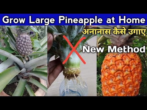 , title : 'How To Grow Pineapples From Crown At Home🍍🍍/ How to propagate pineapple