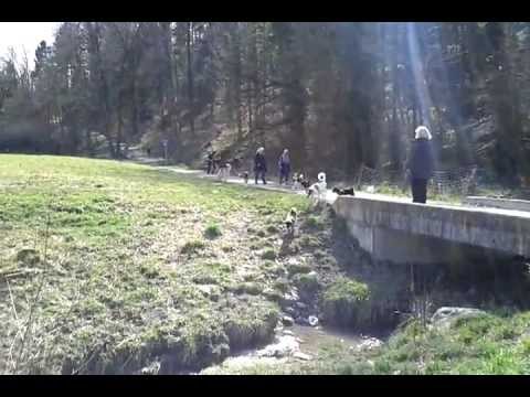 Nil & Sophia at Almend Dog Park - 1
