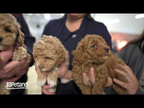 Kennel Tour 143