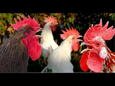 Big roosters crowing compilation with 15 different breeds - Whitecrested Polish, Serama, Leghorn