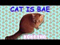 KOKAYNA - CAT IS BAE 