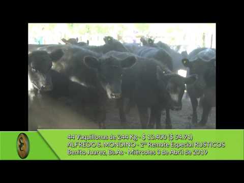 03-04-19 - Venta de Hembras - Alfredo S. Mondino - Benito Juarez