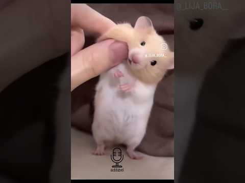 😅😅😅😅😅 #dreamfilled #comedyfilms #funny