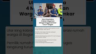 Penampakan Ular King Kobra 4 Meter Masuk Garasi Warga Bogor, Damkar Turun Tangan