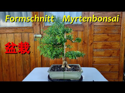 Formschnitt Myrtenbonsai