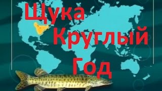 Диалоги о рыбалке удочка на щуку