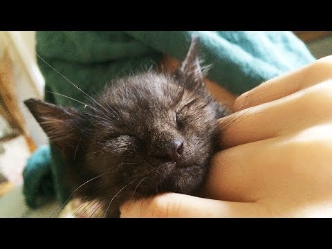 Black Kitten with Blue Eyes! Loving on our foster kitten