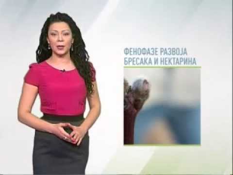 Zelena prognoza 24.2.2015. - Kovrdžavost lista breskve i nektarine