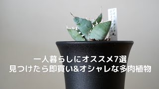 一人暮らし 多肉植物 | オススメ7選見つけたら即買い&オシャレな多肉植物を紹介