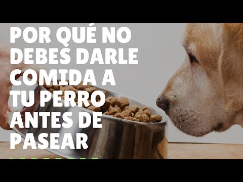 Why you should NOT feed your dog before a walk 🚫🐶