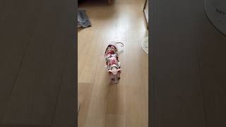 服着せたら腰引ける猫アレクサンドラ【スフィンクス】