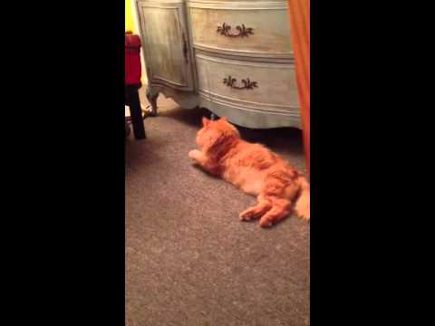 Charles Édouard playing tethermouse