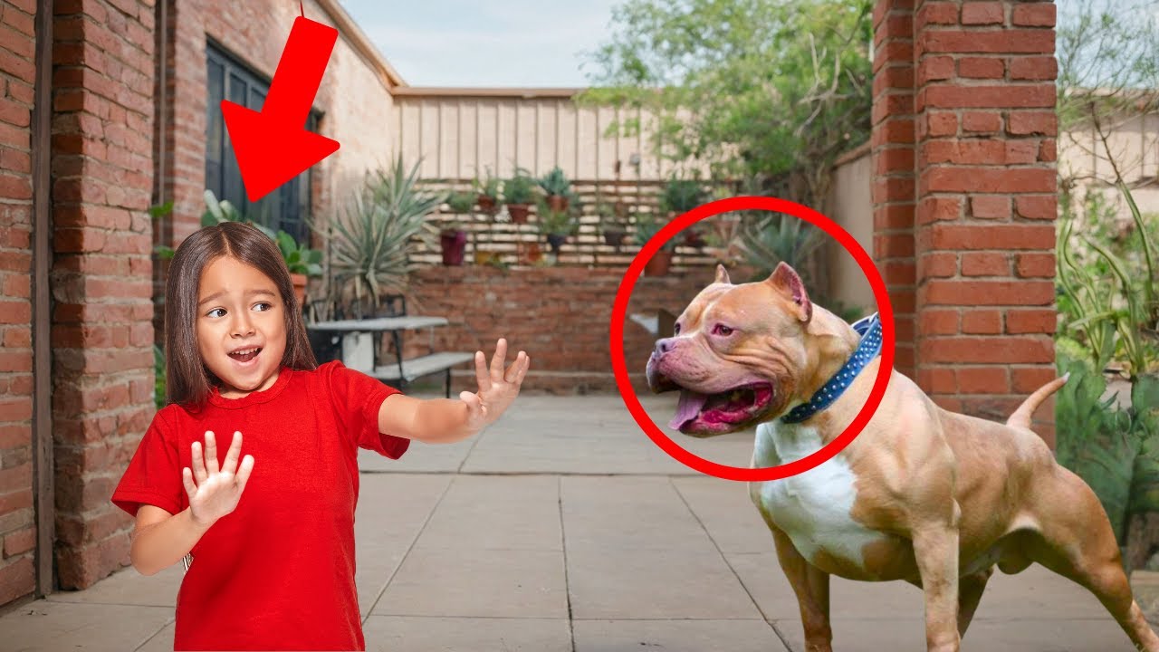 Girl Opens the Gate for a Stray Pitbull – What He Does Surprises Everyone