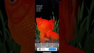 ポケット金魚 MAXまで育てました(125日目)
