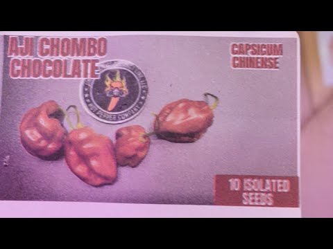 Aji Chombo Chocolate