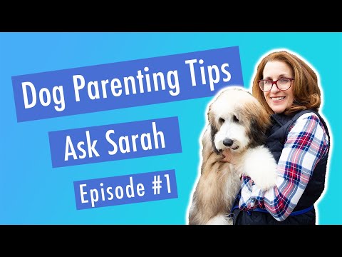 Does Your Dog Jump On Counters? | Ask Sarah Episode #1