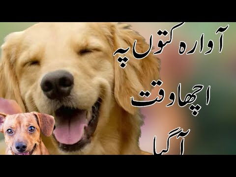 Skardu | Good Time For Stray Dogs | 2023