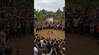 Download lagu AZAB SABUNG AYAM 😱‼️#shorts mp3 Download lagu AZAB SABUNG AYAM 😱‼️#shorts mp3