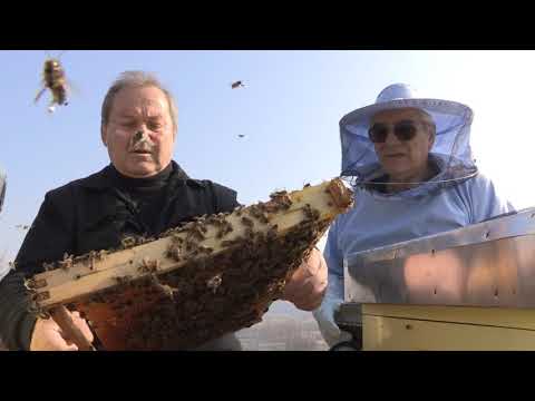 Boja meda ep. 146 22.12.2020. Godina u pčelarstvu, značaj pčela, zima, pčelinja društva