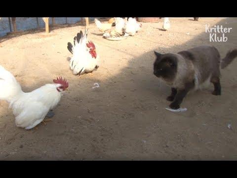Cat Is An Overprotective Mom To Her Chickens | Kritter Klub
