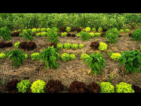 Exploring the Benefits of Plant-Based Ground Covers