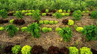What’s the Deal with Plant-Based Ground Covers