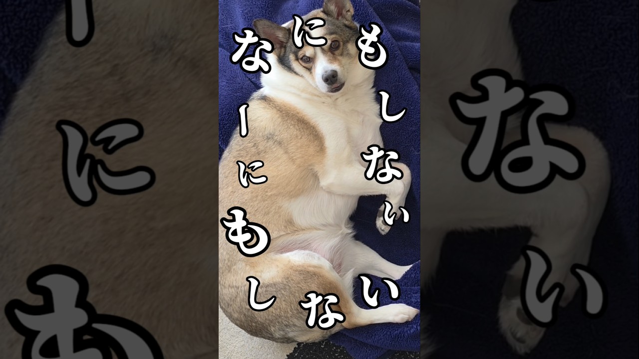 今日はホントに何もしない#shorts