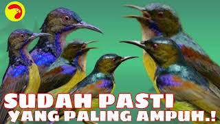 Download lagu SUARA PIKAT BURUNG KOLIBRI KELAPA/KORLAP RIBUT mp3