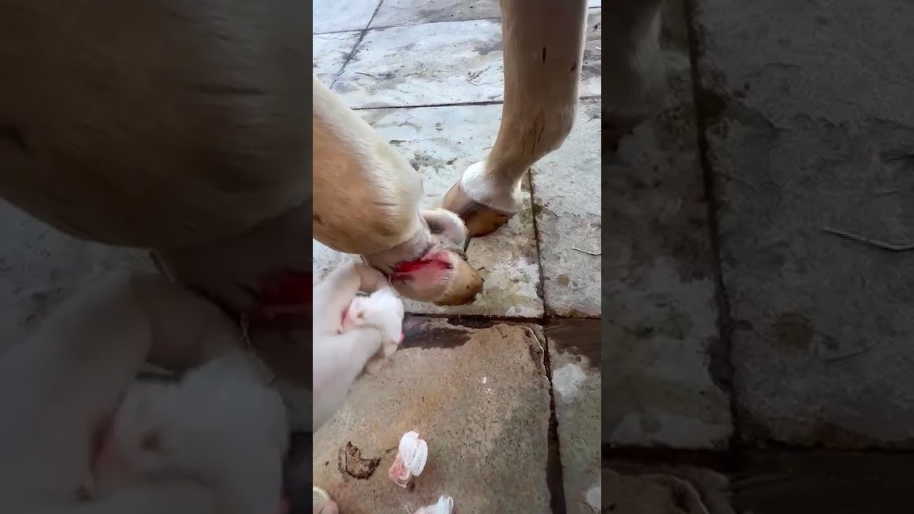 Sunny video
