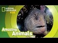 Wolf Eel Amazing Animals