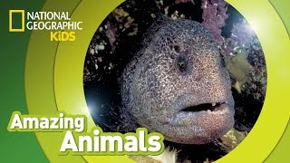 Wolf Eel | Amazing Animals