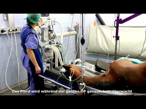 Tierklinik Lüsche GmbH YouTube-Vdeominiatur 6