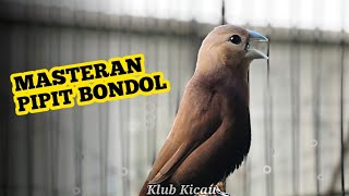 Download lagu Masteran burung emprit Peking kaji - Suara burung pipit Bondol kaji gacor isian kenari 303 mp3