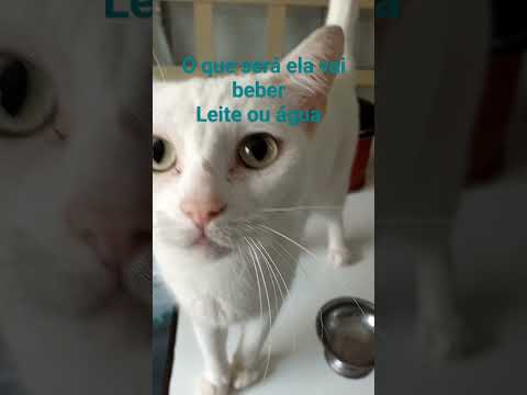 Gatinha # Jolie # pedindo # leite #cat #gatos