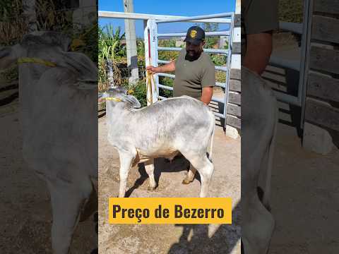 Preço de bezerro em Afogados da Ingazeira-PE