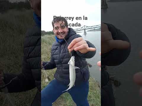 PEJERREY EN LA CASCADA de Castelli #pesca #fishing #pejerrey