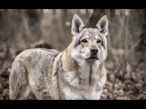 JOPA | Vuk (official video)