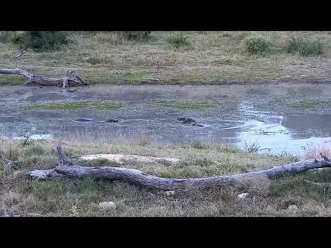 Djuma: Three Hippos out for quick graze then back into the dam - 17:03 - 06/29/2022