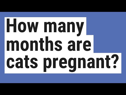 How many months are cats pregnant?
