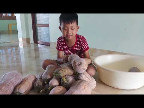 , title : 'Ngồi xem những quả bí ngô mẹ vừa mới đi thu hoạch về  | Quang Minh Nguyễn