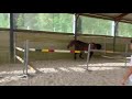Ruin Zangersheide Te koop 2021 Bruin / Bai , Elvis Ter Putte