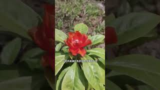 樱麒麟果子惊艳曝光！这种小杯子般的植物竟然如此神奇！#植物探秘 #稀有植物 #自然奇观 #UniqueFruit #ExoticPlants #NatureWonders #shorts #short