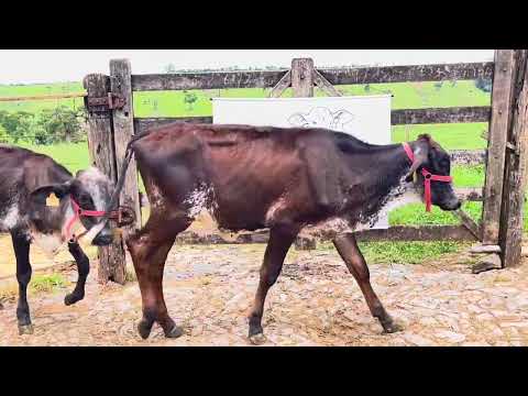 2 Novilhas Girolando - 4396-CS e 4397-CS