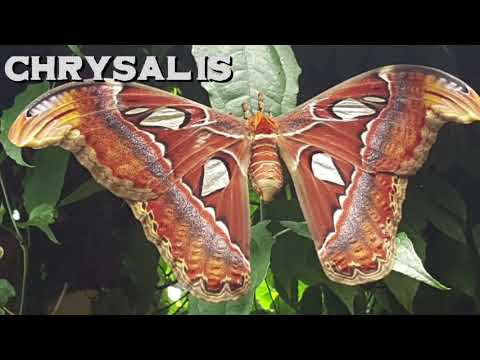 Chrysalis || The Reeds